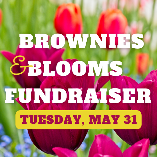 Text saying “Brownies & Blooms Fundraiser” with “Tuesday, May 31” on a yellow banner over a background of red and pink tulips, perfectly capturing the spirit of this delightful brownies and blooms fundraiser event.
